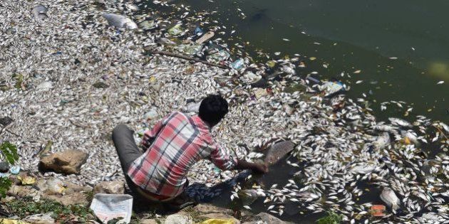 An Indian man picks a large dead fish from the water of Ulsoor Lake in Bangalore on March 7, 2016.Thousands of dead fish are floating on the surface of Bangalore's Ulsoor Lake in a disaster blamed on heavy water pollution. / AFP / Manjunath Kiran (Photo credit should read MANJUNATH KIRAN/AFP/Getty Images)