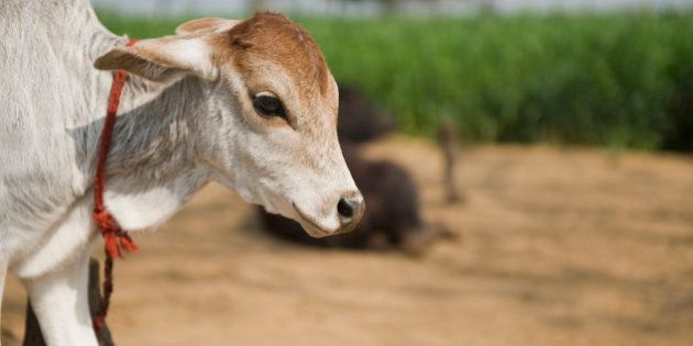 Close-up of a calf, Farrukh Nagar, Gurgaon, Haryana, India