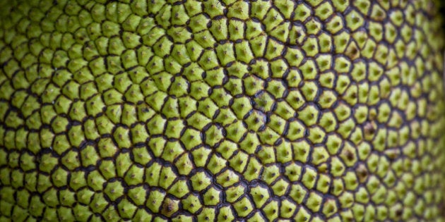 Jackfruit, Jack Tree -Artocarpus heterophyllus-, detail of the fruit, Peermade, Kerala, India