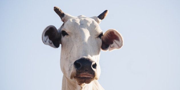 Portrait of a cow against a blue sky in Jaipur, Rajasthan, India, Southeast Asia.