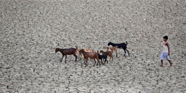 An indian boy follows a herd of goat on a parched water pond in Kaushambi, nearly 25 kms from Allahabad, India, Tuesday, May 3, 2016. Much of India is reeling under a weeks long heat wave and severe drought conditions that have decimated crops, killed livestock and left at least 330 million Indians without enough water for their daily needs. (AP Photo/Rajesh Kumar Singh)