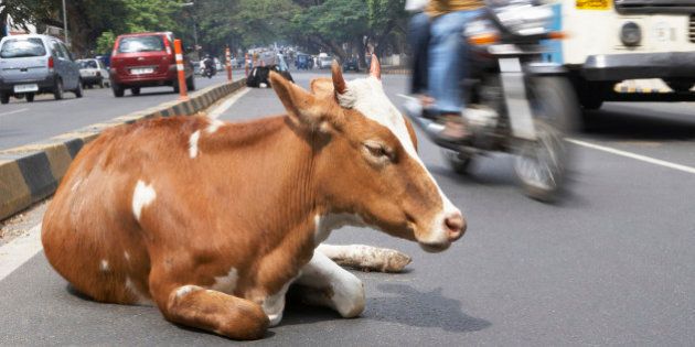 India, Karnataka, Bangalore, sacred cow sitting in traffic