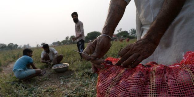 An Indian farmer packs onions for sale in market in a field some 30kms north of Chandigarh on May 8, 2016. / AFP / PRAKASH SINGH (Photo credit should read PRAKASH SINGH/AFP/Getty Images)