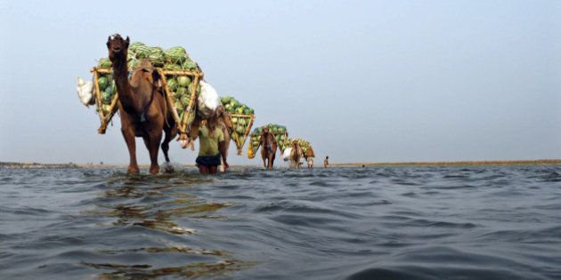 Farmers use camels to transport their watermelons across the river Ganges at Neevna village on the outskirts of the northern Indian city of Allahabad May 6, 2010. India's food price index rose an annual 16.04 percent in the 12 months to April 24, government date showed on Thursday. REUTERS/Jitendra Prakash (INDIA - Tags: BUSINESS SOCIETY) BEST QUALITY AVAILABLE