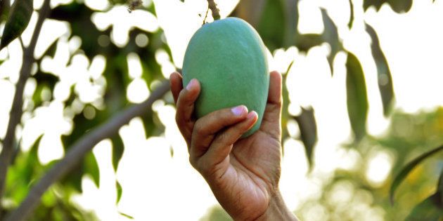 A man plucking a mango from the tree.