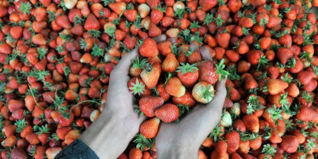 SRINAGAR, INDIA - MAY 16: Kashmiri farmers pack strawberries before sending them to the market at a farm on May 16, 2016 in the outskirts of Srinagar, India. Timely rain and favourable weather has proved a boon for the strawberry farmers in Kashmir and they expect bumper production this year. (Photo by Waseem Andrabi/Hindustan Times via Getty Images)