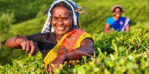 Tamil women plucking tea leaves in Southern India, Kerala. India is one of the largest tea producers in the world, though over 70% of the tea is consumed within India itself.