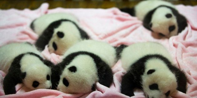 CHENGDU RESEARCH BASE OF GIANT PANDA BREEDING, CHENGDU, SICHUAN PROVINCE, CHINA - 2015/09/21: Baby Pandas of three year old, sleeping on bed in nursery room. Chengdu Research Base of Giant Panda Breeding, founded in 1987, is a non-profit research and breeding facility for giant pandas and the worlds only museum that focuses entirely on the endangered giant panda. According to the census of 2014, there are only 1,864 giant pandas alive in the wild. (Photo by Zhang Peng/LightRocket via Getty Images)