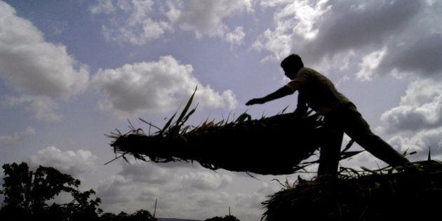An unidentified farmer unloads grass against a backdrop of pre-monsoon clouds on the outskirts of Ahmadabad, India, Monday June 9, 2003. Grass for cattle is scarce in western India where more than 3.6 million people have been hit by drought in five of 23 districts in Gujarat and 6 of 17 districts of Rajasthan states for a third straight year because of poor monsoon rains. (AP Photo/Siddharth Darshan Kumar)