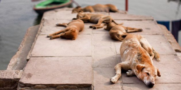 Stray dogs sleeping in the sun near the river bank in the Indian city