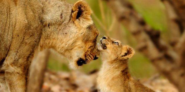 Lioness and Cub - Sharing the loveTaken at Sasan Gir Wildlife ScantuaryGujaratIndia