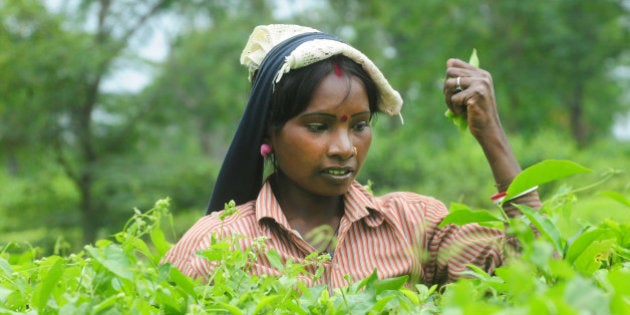 JALPAIGURI, INDIA - NOVEMBER 3: Workers plucking leaves at Nagaisuree Duncan tea garden on November 3, 2015 in Jalpaiguri, India. 15 Duncans-owned tea gardens are neither closed nor open since last may. Duncans, which produces around 15 million kg of tea a year, had shut plantations in West Bengals Nothern region through the key plucking season of June-September. Duncans crop loss in 2015 is estimated at 80% of its production capacity. Due to non-payment of wages many workers are suffering from extreme poverty and malnutrition. According to locals and trade union leaders, at least 11 people have died at these estates in the past few weeks because of malnutrition. The future of an estimated 25,000 people who work at these estates now hang in the balance. Many workers are migrating to states like Assam, Karnataka and Kerala is leaving the local tea gardens without quality labour. (Photo by Indranil Bhoumik/Mint via Getty Images)