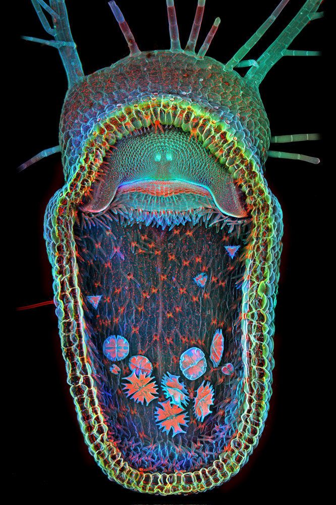 Carnivorous plant -- open trap of the aquatic carnivorous plant humped bladderwort (Utricularia gibba). Photo by Dr. Igor Siwanowicz, a neurobiologist at the Howard Hughes Medical Institute’s Janeli