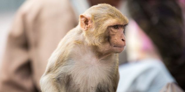 Close-up shot of a langur sitting on a motorcycle, in Varanasi, India. An unrecognizable Indian man is visible in the background.
