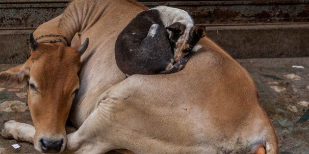 One brisk cool morning in the maze of streets of Old Varanasi, a small dog curled upon a sleeping sacred cow in order to stay warm.