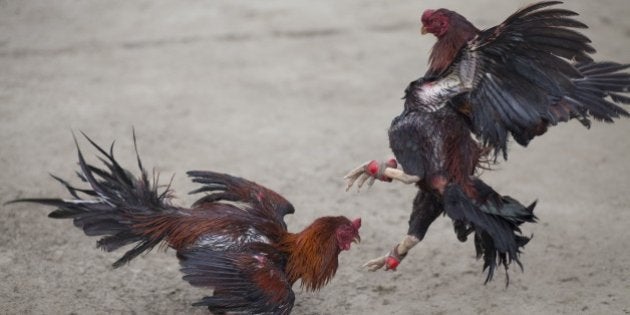 DHAKA, BANGLADESH - APRIL 17: Gamecocks fight at a cockpit as people witness a cockfight arranged to celebrate Bengali New Year 1422 near Dhaka, Bangladesh on April 17, 2015. (Photo by Zakir Hossain Chowdhury/Anadolu Agency/Getty Images)