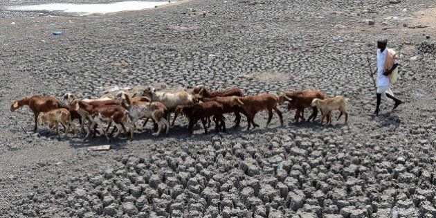 An Indian farmer herds his sheep on the dry bed of a river at Bibi Nagar in Nalgonda District, some 40 kilometers from Hyderabad on March 23, 2015. AFP PHOTO/ Noah SEELAM (Photo credit should read NOAH SEELAM/AFP/Getty Images)