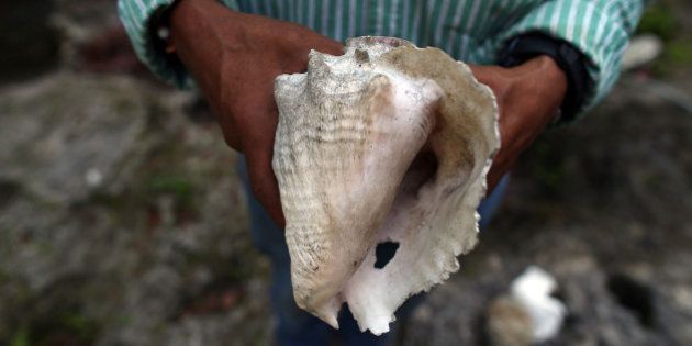MIAMI, FL - MAY 13: Ishmael Bermudez holds a conch shell that he found while excavating the backyard of his home that is mostly surrounded by high rise buildings and ongoing construction projects on May 13, 2015 in Miami, Florida. Bermudez has been excavating the backyard of his home for the last few decades and believes it is a mystical place, has a natural spring and where he says he has found evidence of the earliest inhabitants of the area. Developers have driven up the value of his property to at least $1.8 million, but Ishmael has no plans to sell unless his backyard can be protected. (Photo by Joe Raedle/Getty Images)