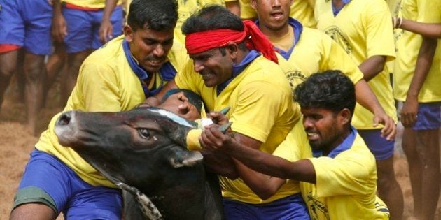 Bull tamers try to control a bull during the bull-taming sport called Jallikattu, in Palamedu, about 575 kilomters (359 miles) south of Chennai, India, Tuesday, Jan. 15, 2013. Jallikattu is an ancient heroic sporting event of the Tamils played during the harvest festival of Pongal. (AP Photo/Arun Sankar K.)