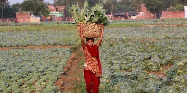 ALLAHABAD, INDIA - 2015/12/02: A female farmer carries a cauliflower basket on her head to sell at the local market early in the morning in Allahabad. (Photo by Ravi Prakash/Pacific Press/LightRocket via Getty Images)