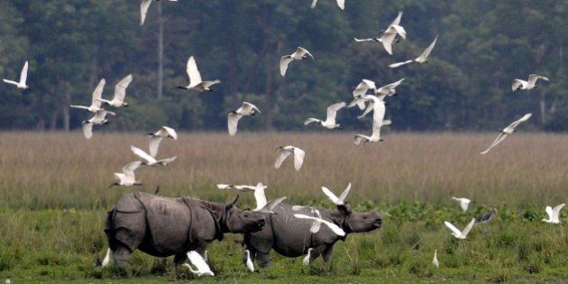 A flock of black-headed ibis fly past a pair of one-horned rhinos at the Pobitora Wildlife Sanctuary, some 45km from Guwahati, the capital city of India's northeastern state of Assam on October 27, 2014. The Kaziranga National Park and the Pobitora Wildlife Sanctuary will be reopening for tourists on November 1 and November 2 respectively. AFP PHOTO/Biju BORO (Photo credit should read BIJU BORO/AFP/Getty Images)