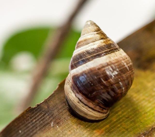 Lonely George, the last known tree snail of its species, has died in Hawaii, wildlife officials announced.