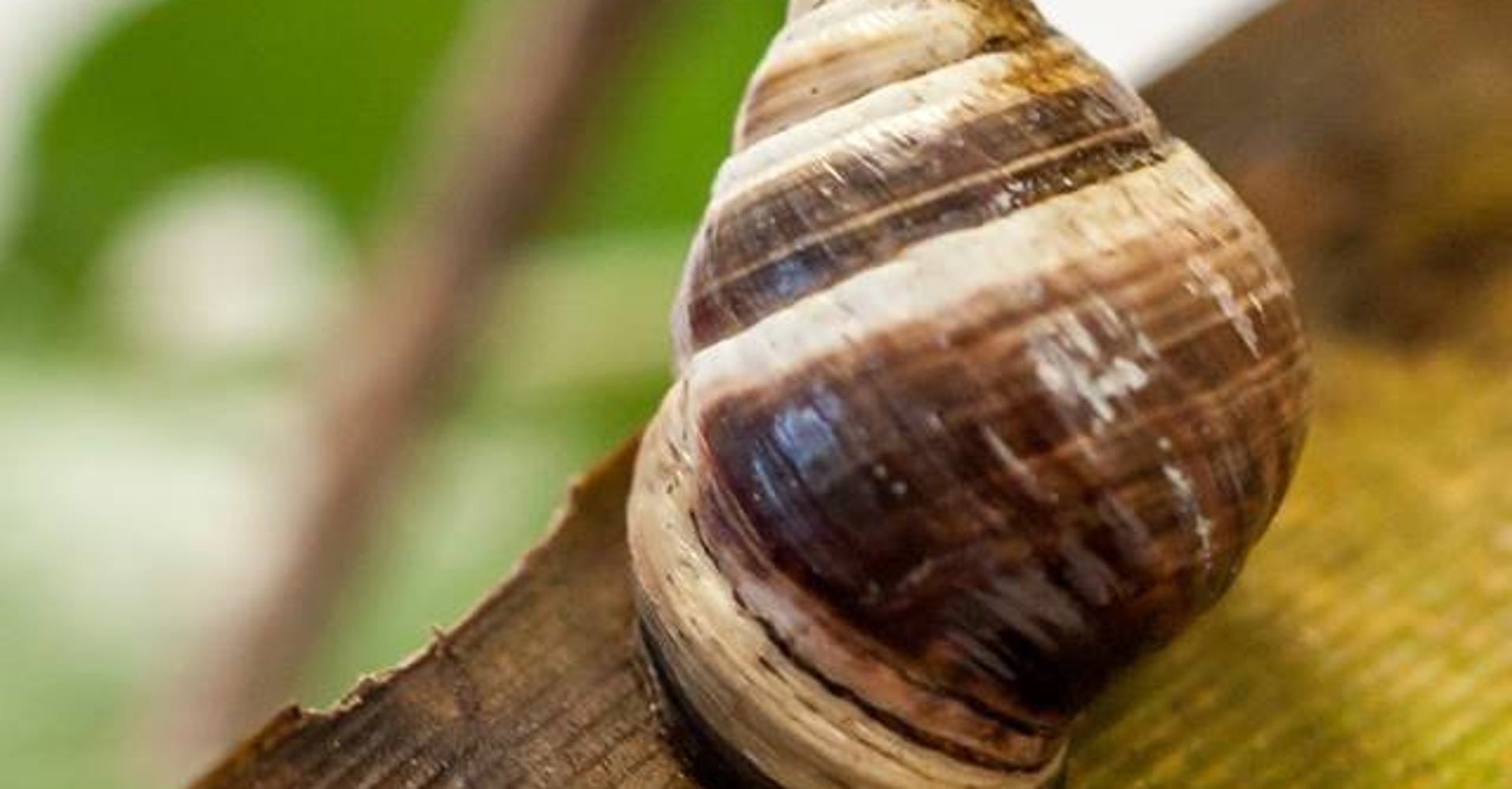 Lonely George The Tree Snail Has Died Wiping Out An Entire Species HuffPost