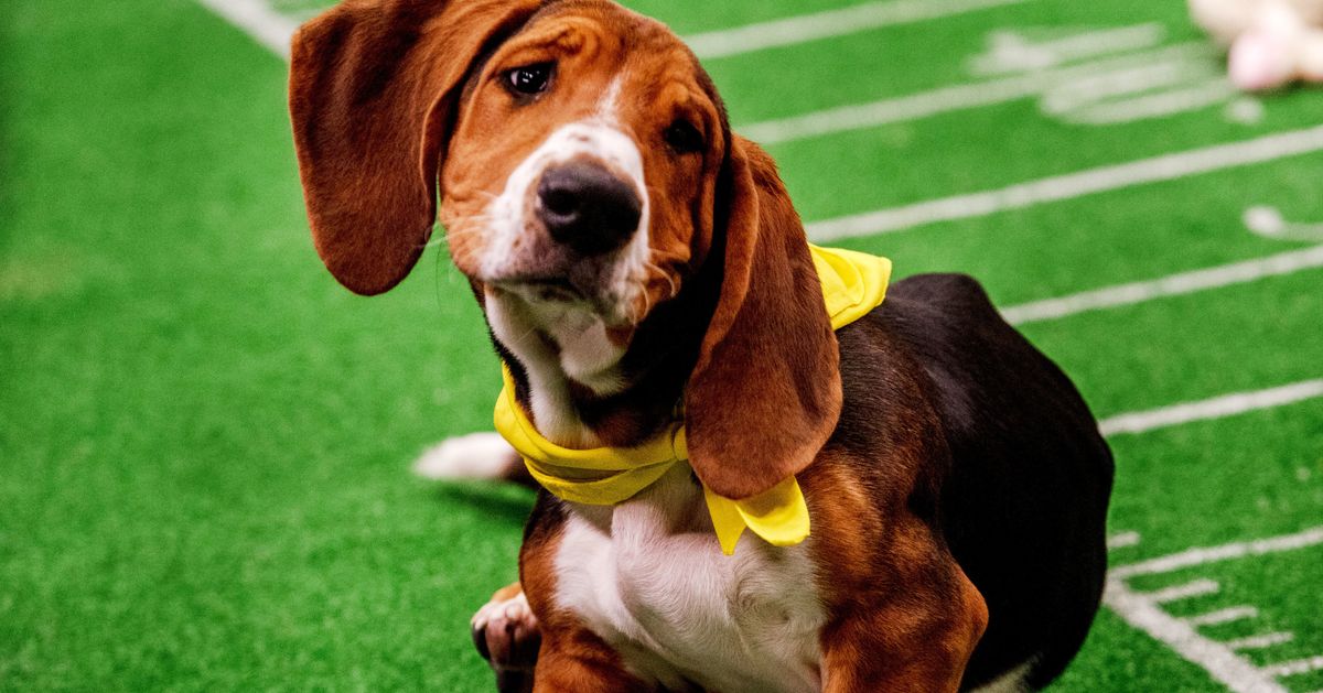 Puppy Bowl 2018: Behind the scenes with Mr. Wigglesworth and the rest of  the puppies on Team Ruff and Team Fluff - CBS News