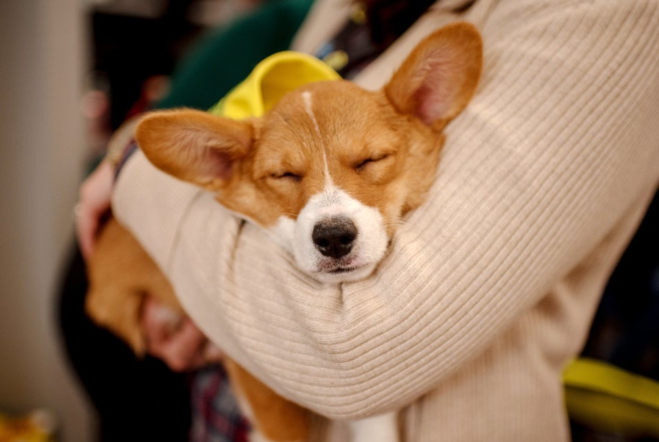 Clara the corgie takes a nap after the filming of Puppy Bowl XV in New York City.