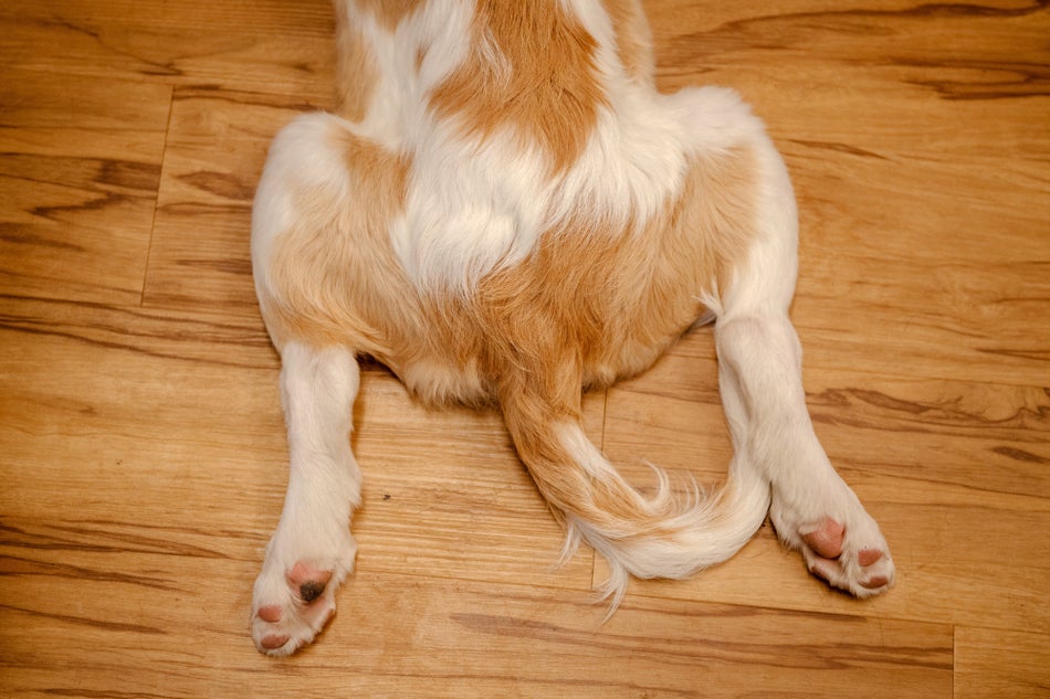 Clover rests before going onstage for the filming of Puppy Bowl XV.
