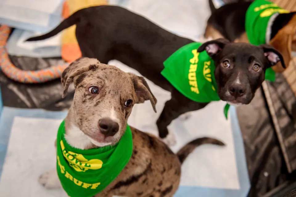 Puppy Bowl 2019: Meet this year's lineup of adorable rescue dogs