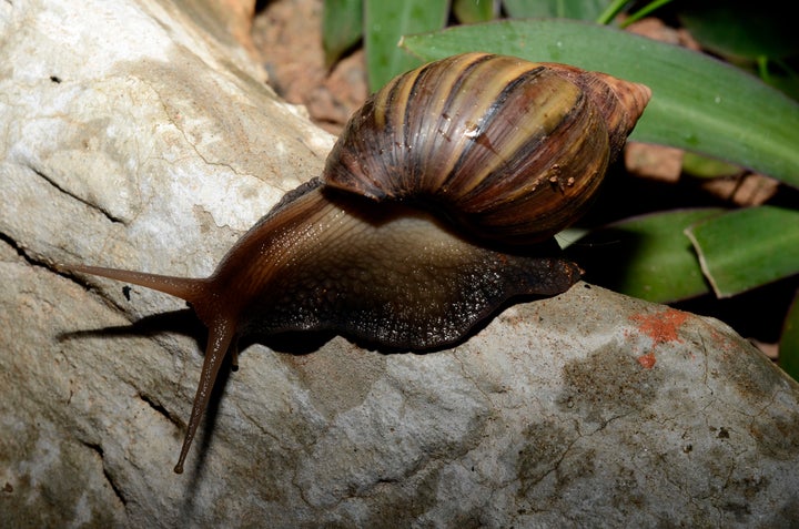 Experts caution that the future of Hawaii’s tree snails, one pictured here in Kauai, Hawaii, looks bleak.