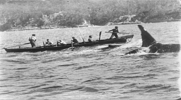 범고래와 함께 고래를 추적하는 오스트레일리아 동부 에덴 앞바다의 포경선원들. 보트 앞에 작살을 든 선원이 있고, 옆에 범고래가 따르고 있다. 1910년 찰스 웰링스가 찍은 다큐멘터리