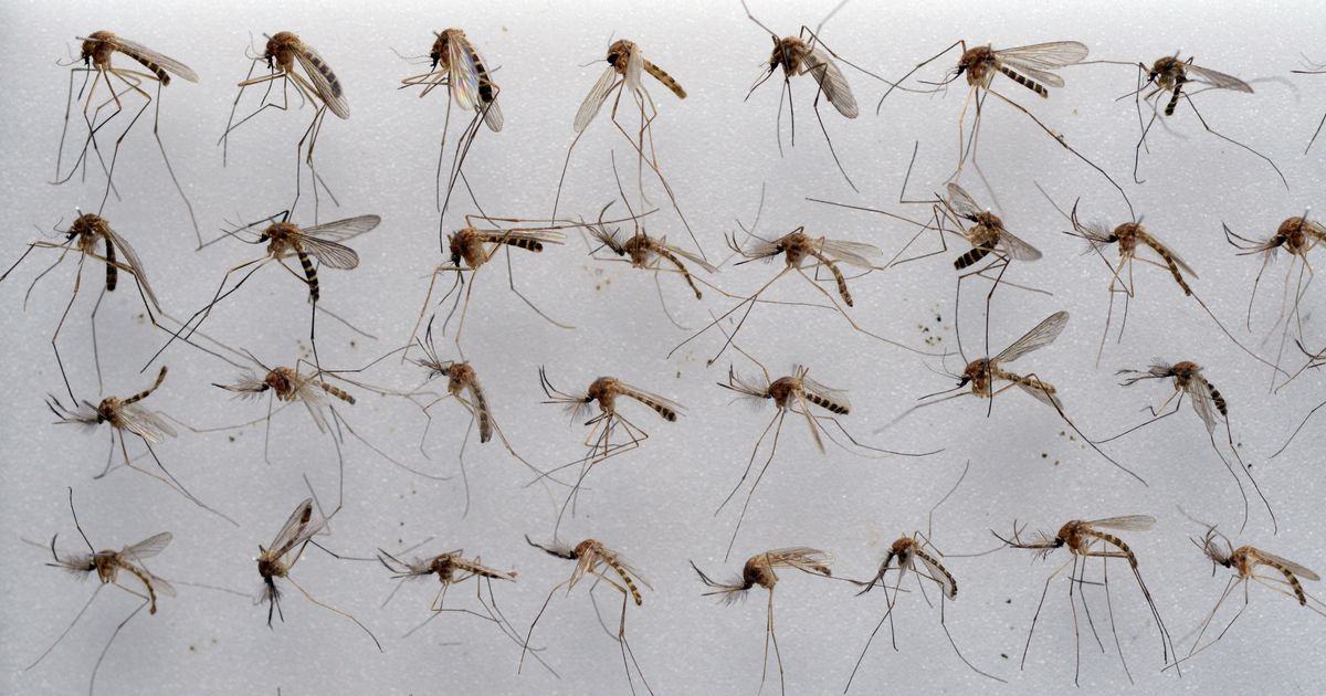 Комары к чему снятся в большом количестве