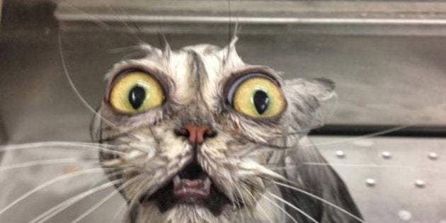 O horror: gatos que acabaram de sair do banho