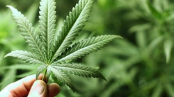 Maconha pode frear a disseminação do