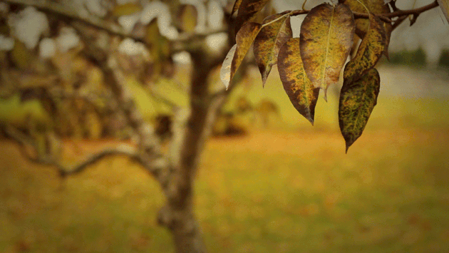 Resultado de imagem para gif anima folhas  de outono