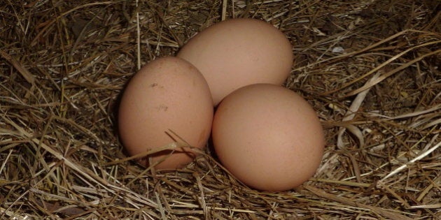Three eggs laid today!