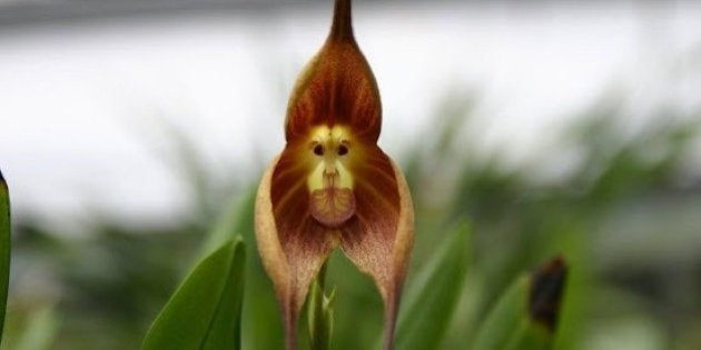 Conheca A Orquidea Que Tem Cara De Macaco Huffpost Brasil