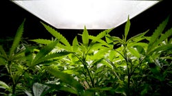 'As 10 maiores vitórias da maconha nos EUA em