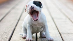 10 coisas que os cachorros ensinam sobre o que realmente