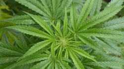 Maconha medicinal: agora vamos ter de brigar pelo