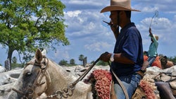 Agropecuária brasileira mais competitiva na nova economia de baixo