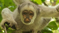 Estamos à beira de outra grande extinção biológica, alertam