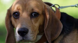 Testes de cosméticos em animais: projeto ainda tem