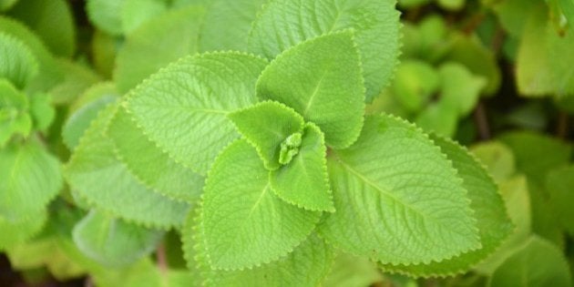 Part of a big stand of oregano brujo at my mom's cousin's house.