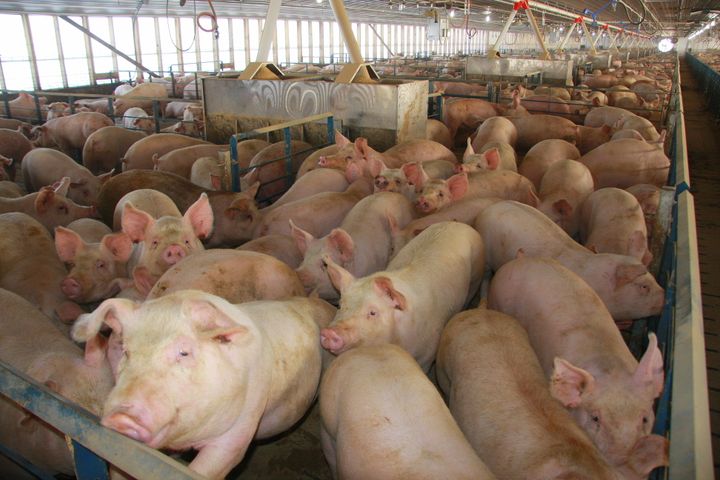 A hog farm in Iowa. On Wednesday, a federal judge struck down a law in the state that made it illegal for someone to take a job at a livestock operation to conduct an animal cruelty investigation.