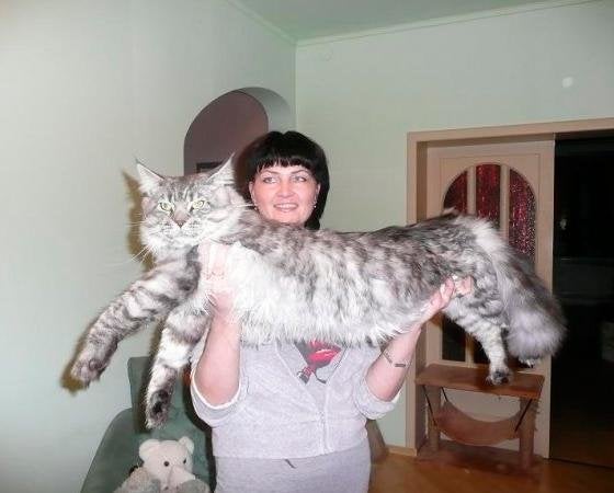 Noticias Inusitadas Munchkin Uma Raca De Gatos De Pernas Curtas