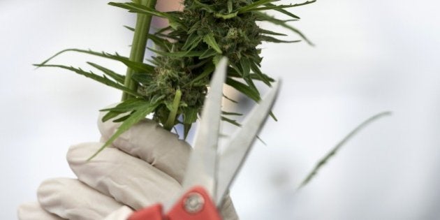 A member of the Daya Foundation, a local non-profit organization, trims a cannabis plant at a lab in Santiago on April 7, 2015. Chile's congressional health committee approved a bill Monday that would legalize the cultivation of marijuana for private recreational or medicinal use, sending it to the floor for a full debate. The bill would take marijuana off the list of hard drugs in the socially conservative country and make it a soft drug like alcohol. It would allow people over the age of 18 to grow up to six cannabis plants for their own use, or for use by minors if they are patients using the substance as part of a prescribed treatment regimen. AFP PHOTO / MARTIN BERNETTI (Photo credit should read MARTIN BERNETTI/AFP/Getty Images)