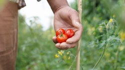 É hora de escolhermos alimentos